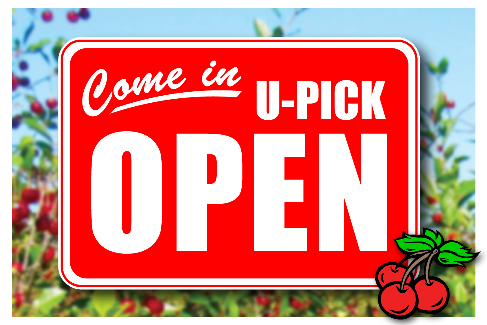 CHERRY U-PICK ORCHARD OPEN CHERRY U-PICK ORCHARD OPEN