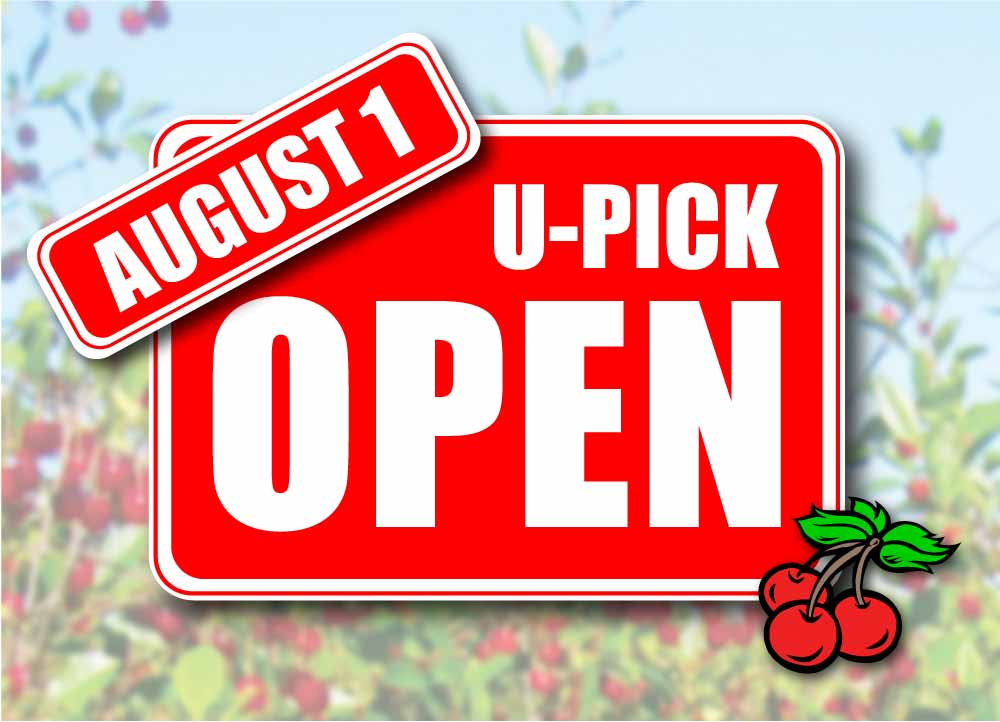 CHERRY U-PICK ORCHARD OPEN AUG. 1