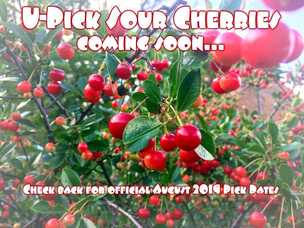 U-Pick 2019 - Coming August 2019